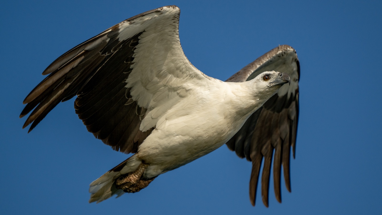 Sea eagle photograph displayed in a white mat