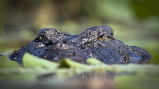 Untitled wildlife artwork