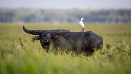 Untitled wildlife artwork