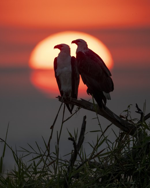 Sea Eagle couple at Corroboree Billabong