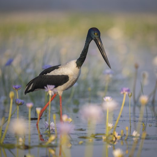Untitled wildlife artwork