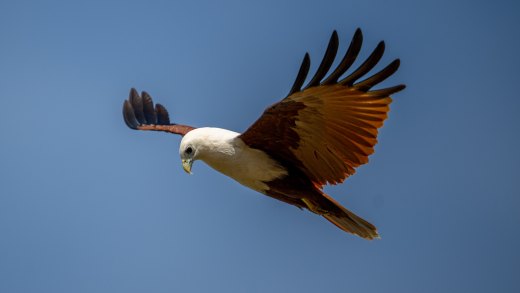 Untitled wildlife artwork