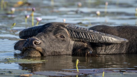 Untitled wildlife artwork