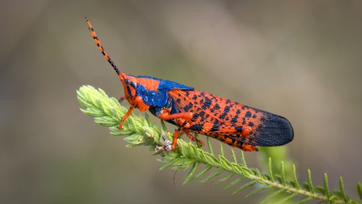 Untitled wildlife artwork