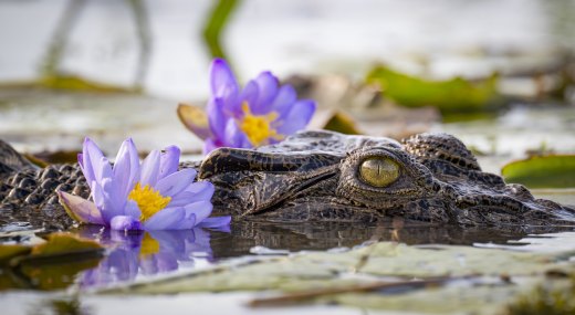 Untitled wildlife artwork