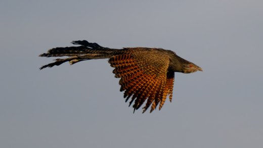 Untitled wildlife artwork