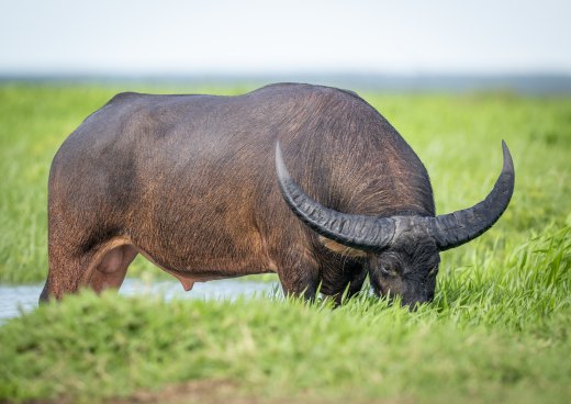 Untitled wildlife artwork