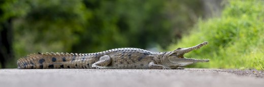 Untitled wildlife artwork