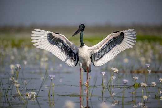 Untitled wildlife artwork