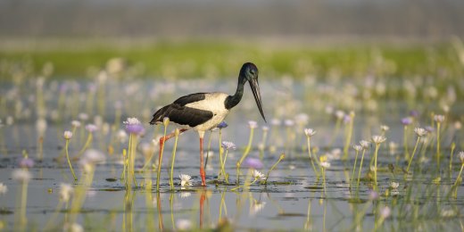 Untitled wildlife artwork