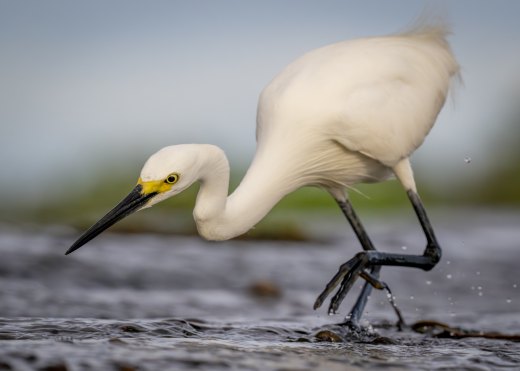 Untitled wildlife artwork
