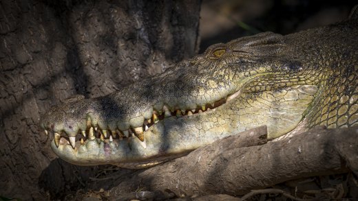 Untitled wildlife artwork