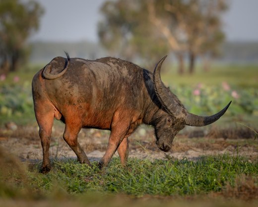 Untitled wildlife artwork