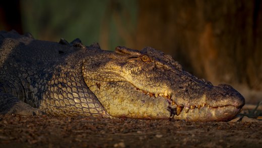 Untitled wildlife artwork