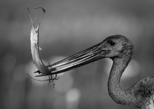 Untitled wildlife artwork