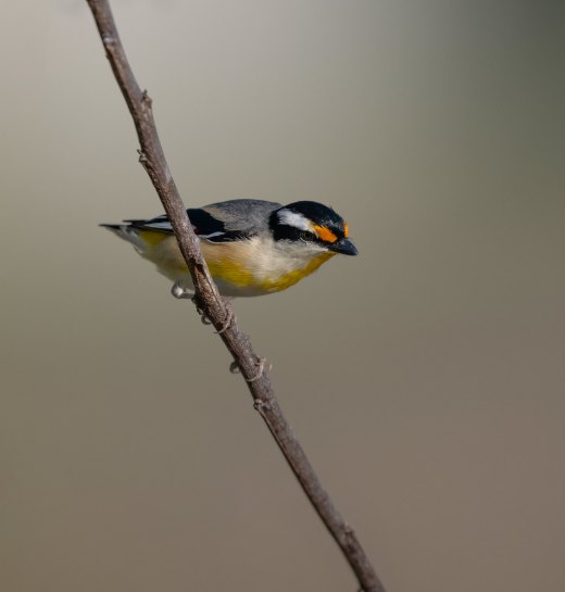 Untitled wildlife artwork