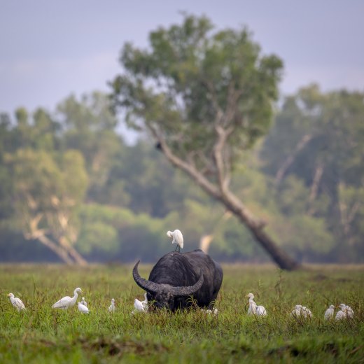 Untitled wildlife artwork