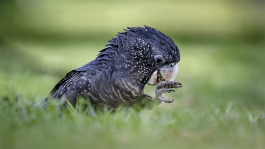 Untitled wildlife artwork