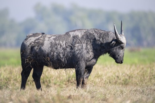 Untitled wildlife artwork