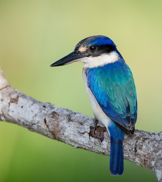 Untitled wildlife artwork
