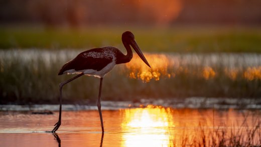 Untitled wildlife artwork