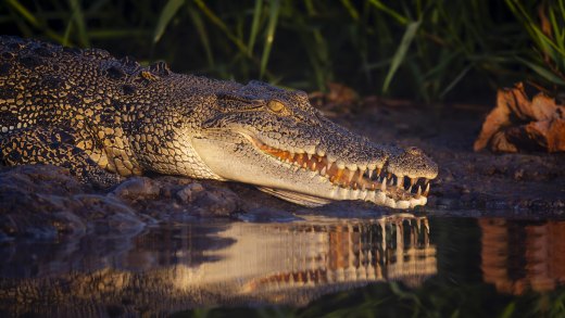 Untitled wildlife artwork