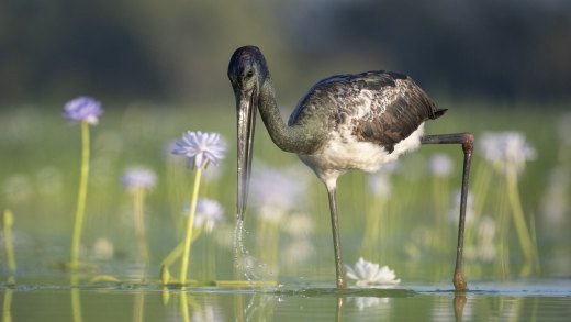 Untitled wildlife artwork