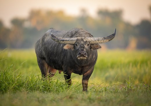 Untitled wildlife artwork