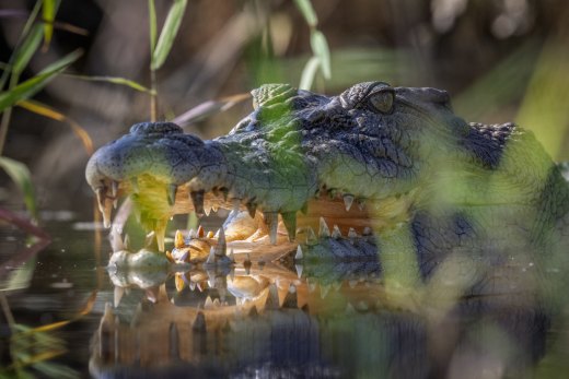 Untitled wildlife artwork