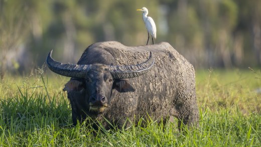 Untitled wildlife artwork