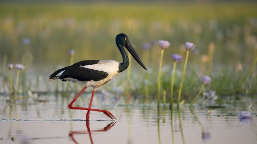 Untitled wildlife artwork