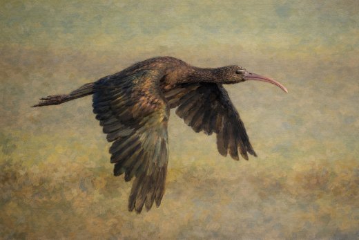 Untitled wildlife artwork