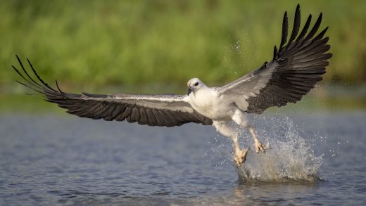 Untitled wildlife artwork