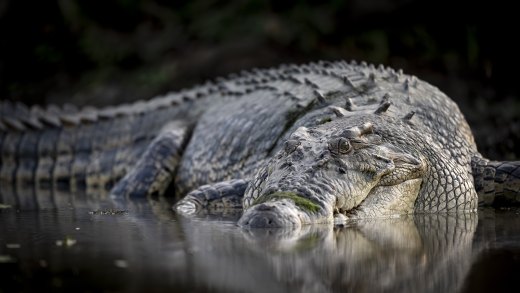 Untitled wildlife artwork