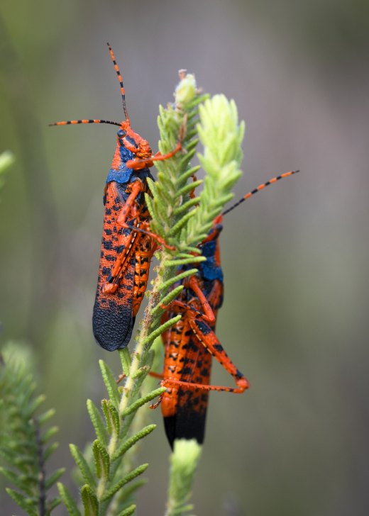 Untitled wildlife artwork