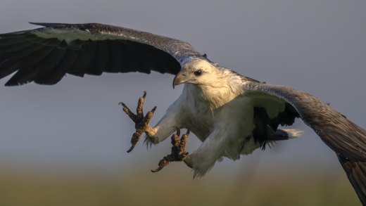 Untitled wildlife artwork