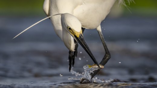 Untitled wildlife artwork