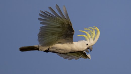 Untitled wildlife artwork