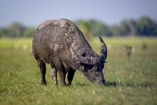 Untitled wildlife artwork