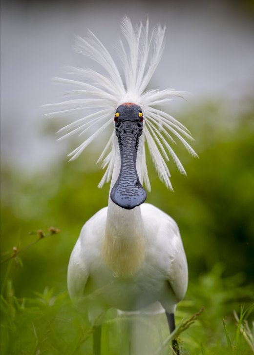 Untitled wildlife artwork