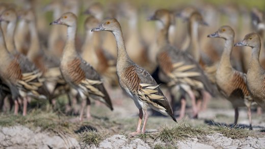 Standing to Attention