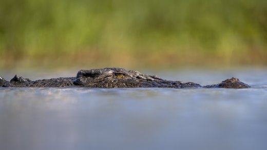 Untitled wildlife artwork