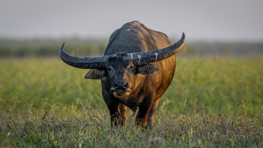 Untitled wildlife artwork