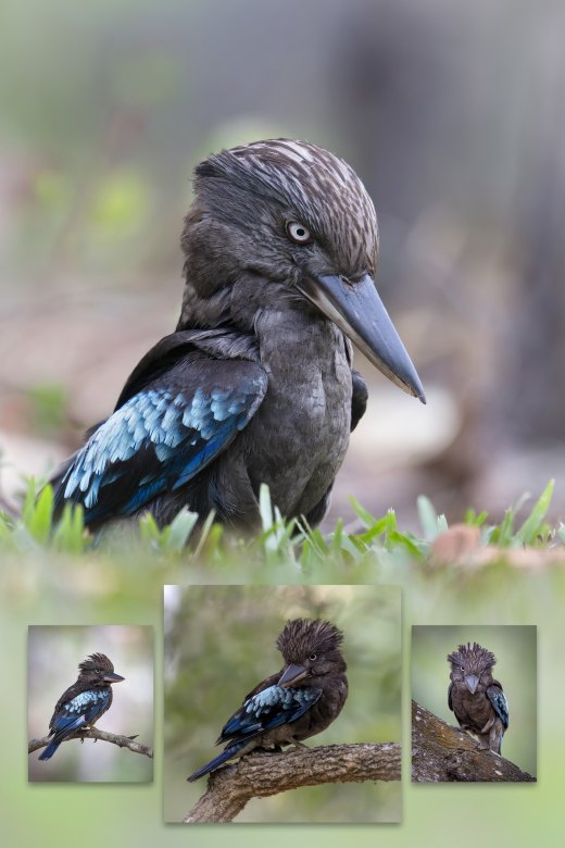 Montage of Mal the Magnificent