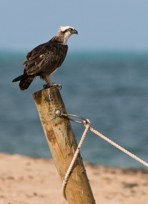 Untitled wildlife artwork