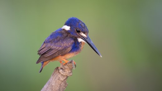 Untitled wildlife artwork