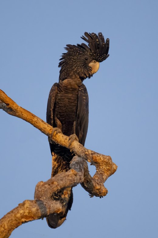 Untitled wildlife artwork