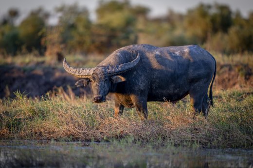 Untitled wildlife artwork