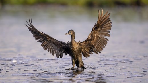 Untitled wildlife artwork