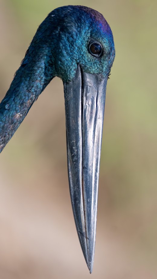 Untitled wildlife artwork